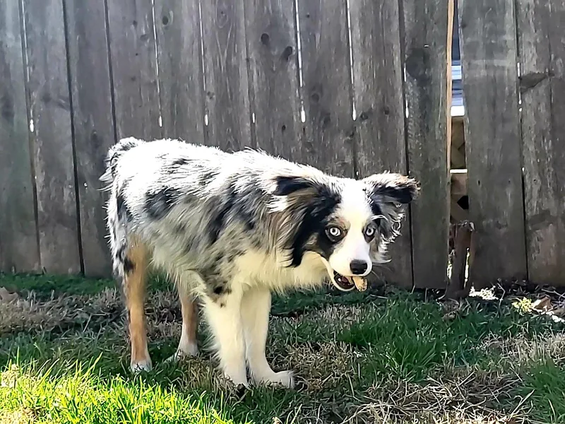 Donna's Toy &amp; Mini Aussies