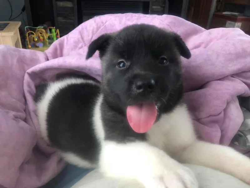 Donna Seavolt's Akita Puppies