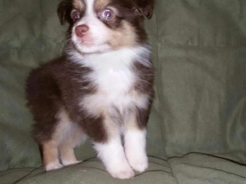 Donnie's Miniature &amp; Toy Australian Shepherds