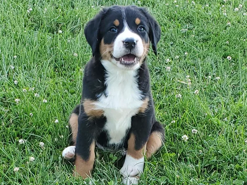 Donough Haven Greater Swiss Mtn. Dogs