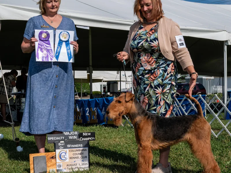 Donpanaire Airedales