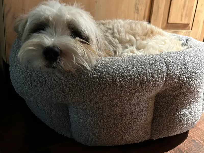 Dood Ranch Doodles &amp; Kildare Tibetan Terriers