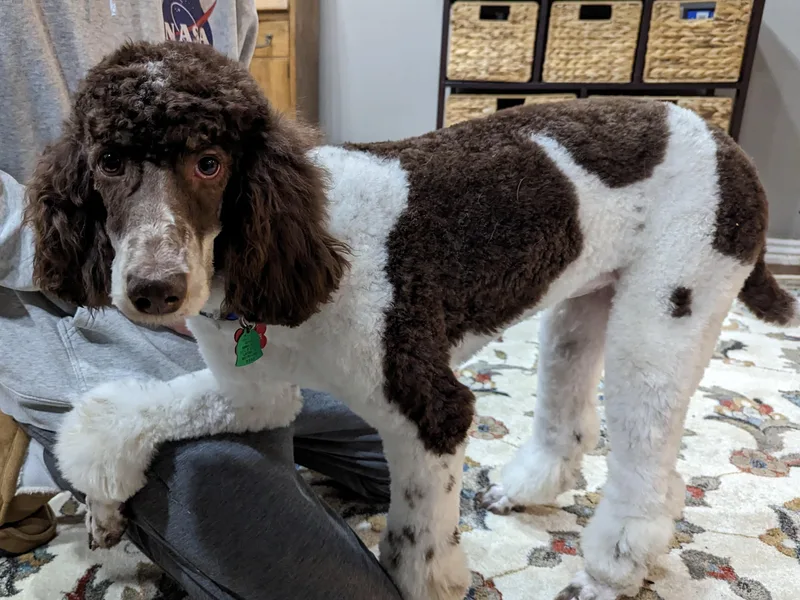 Doodle Belle Puppy
