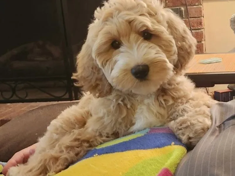 Doodle Creek NC Labradoodles