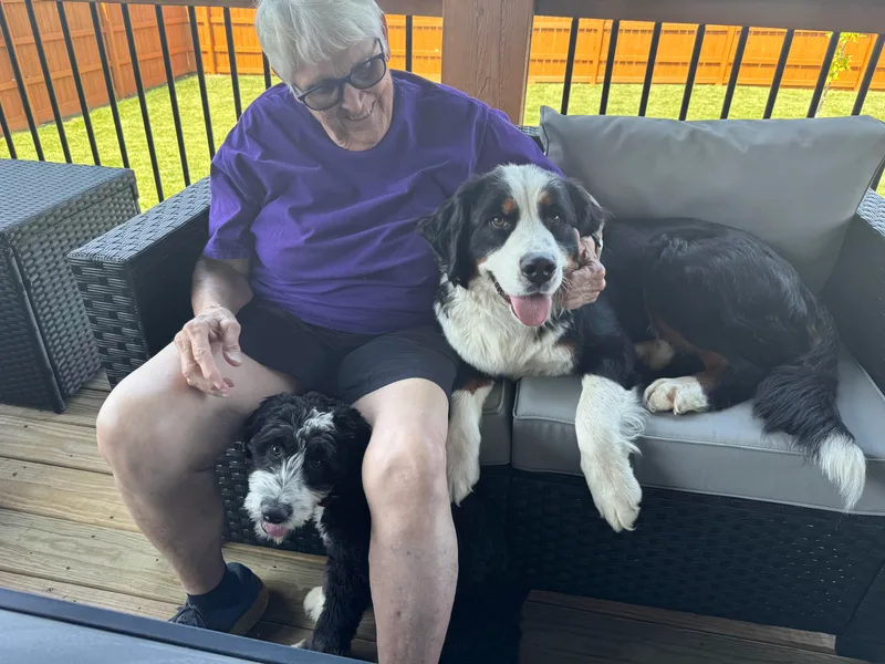 Doodle Dandy Bernedoodles &amp; Aussiedoodles