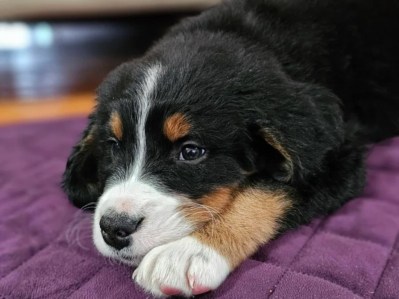 Doodle Dandy Puppies