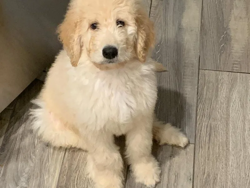 Doodle Diva Dogs photo 1
