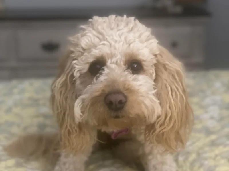 Doodle Do &amp; Company