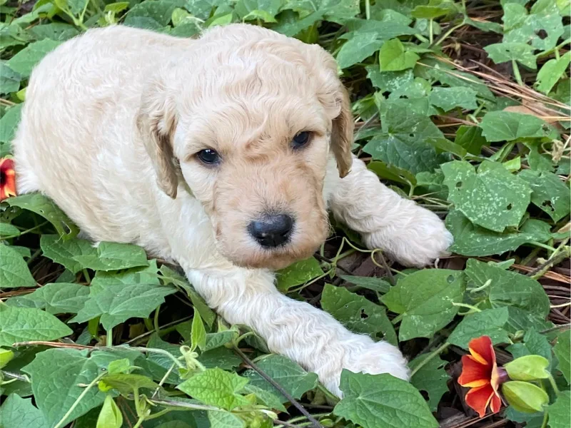 Doodle Dog Connection