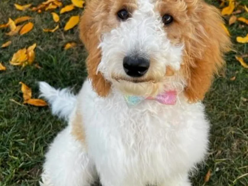 Doodle Dog Crush