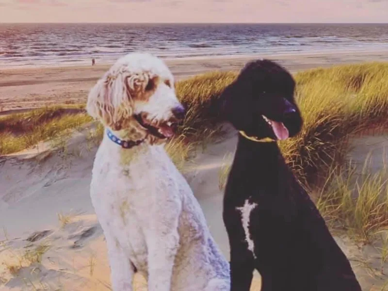 Doodle Life Goldendoodles