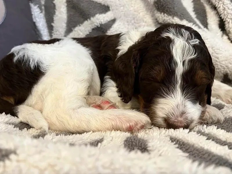 Doodle Love of Central Illinois