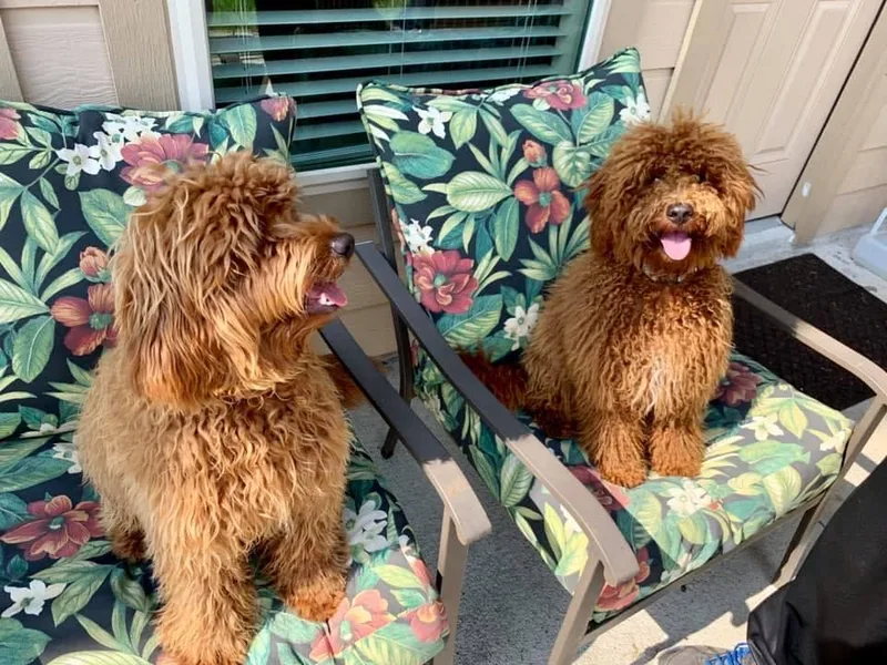 Doodle Me, Doodle You