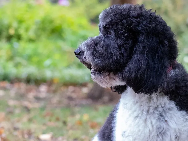 Doodle Me This Goldendoodles