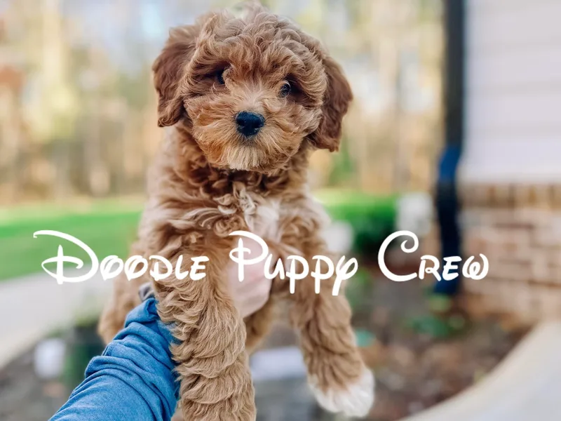 Doodle Puppy Crew