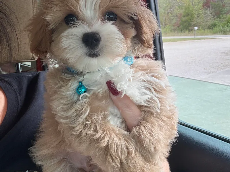 Doodle Pups Fur-Ever