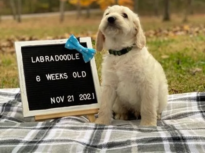 Doodle This Doodle That