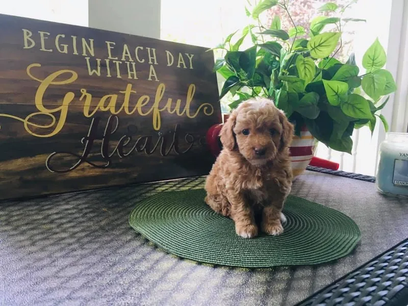 Doodle Vibes of Delaware