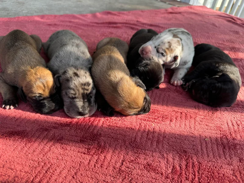 DoodleDandy &amp; Danes