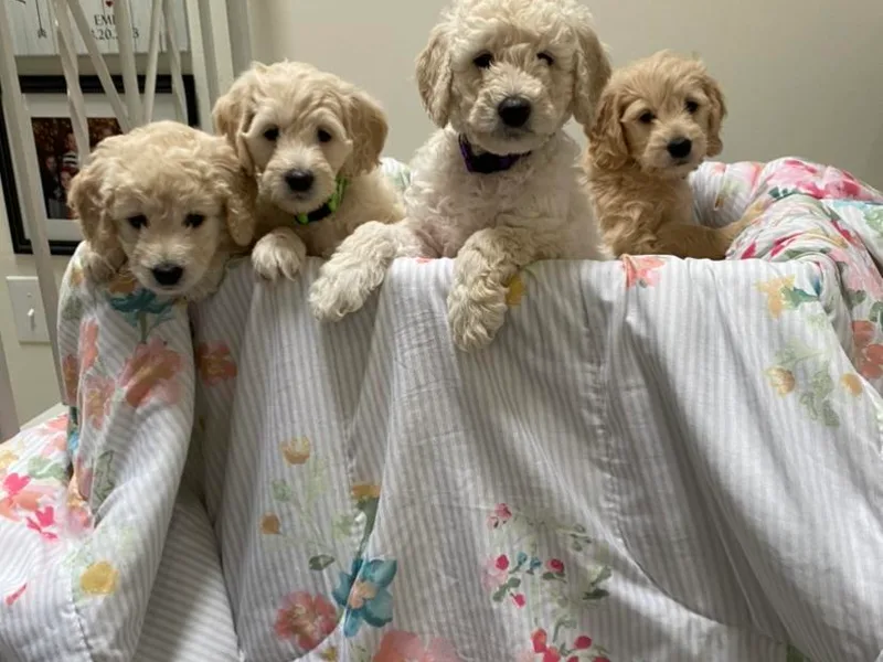 Doodlelicious Goldendoodles of Malta,NY