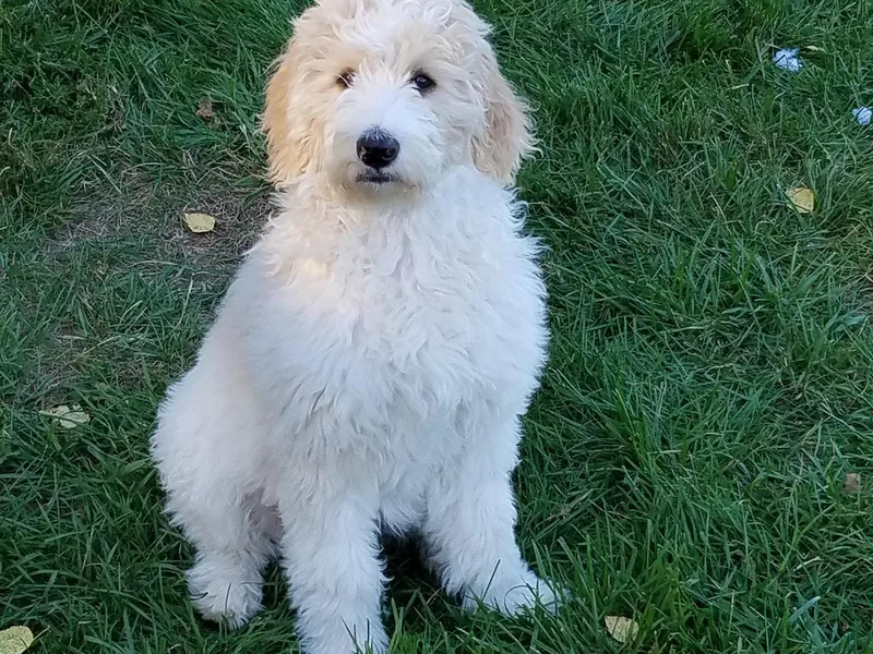 DoodleLoveNMore (dot)com