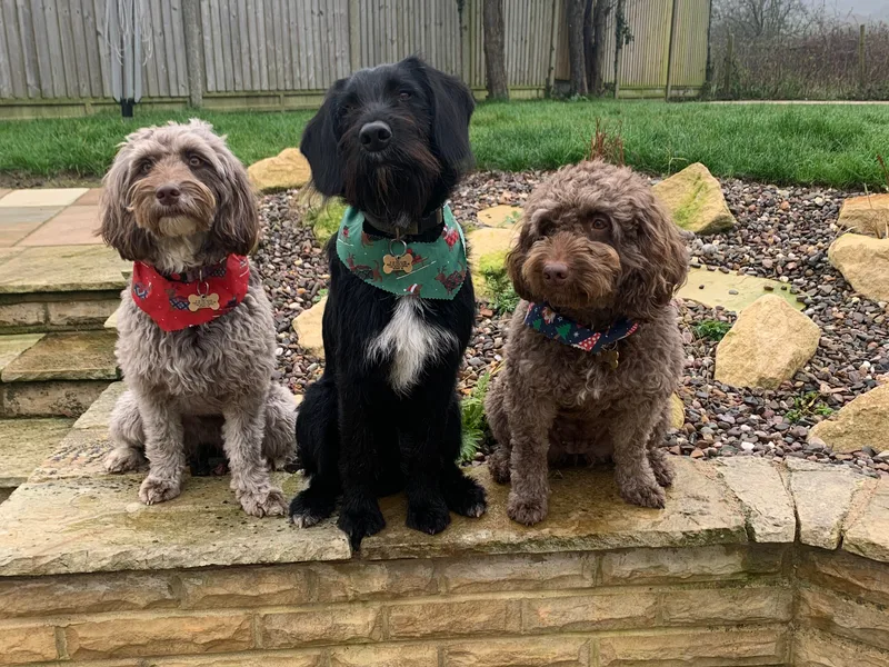 DoodlePups photo 1