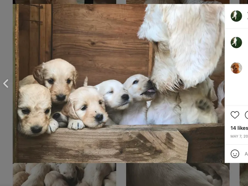 Doodles and Don’ts