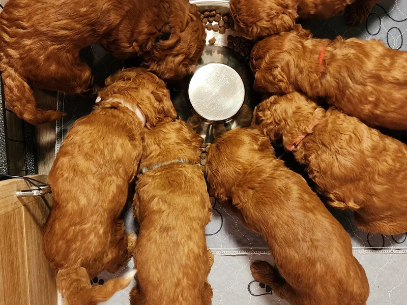 Doodles are Sunshine