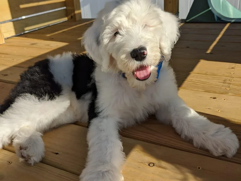 Doodles by Starlight