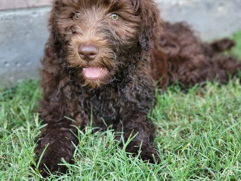 Doodles Kennel photo 1