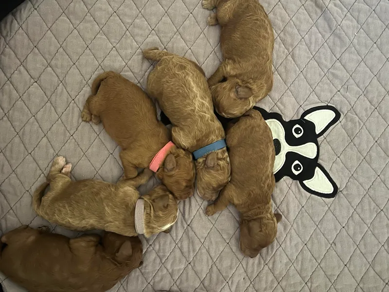 Doodles of Cedar Creek Farm