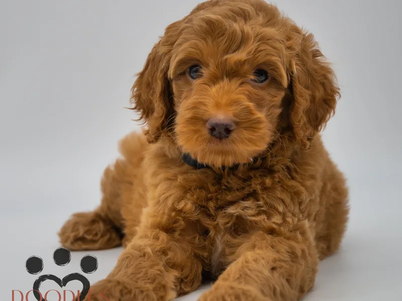 Doodles of Love Labradoodles