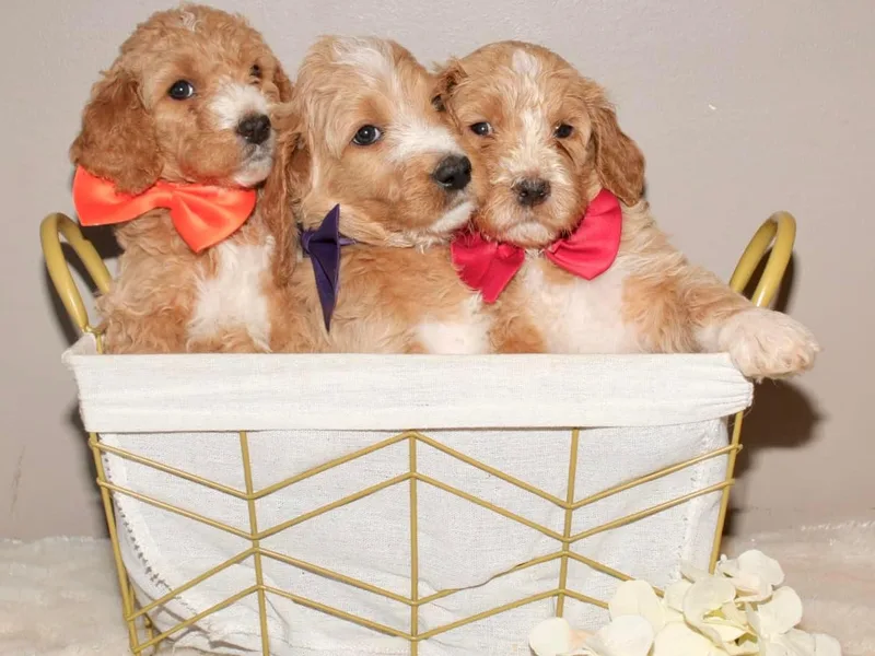 Doodles Pups of NY
