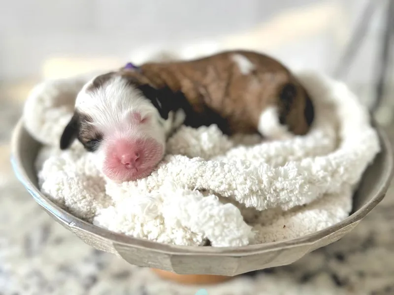 Doodling All Day Goldendoodles