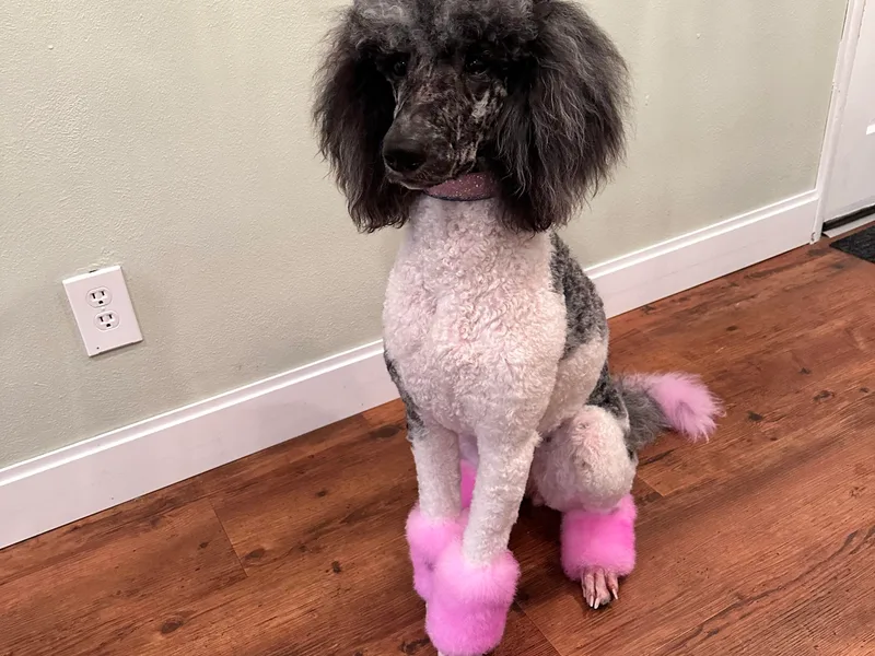 Doodling Around Indiana Poodles &amp; Doodles