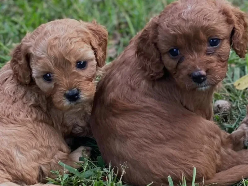 Door County Cavapoo photo 1