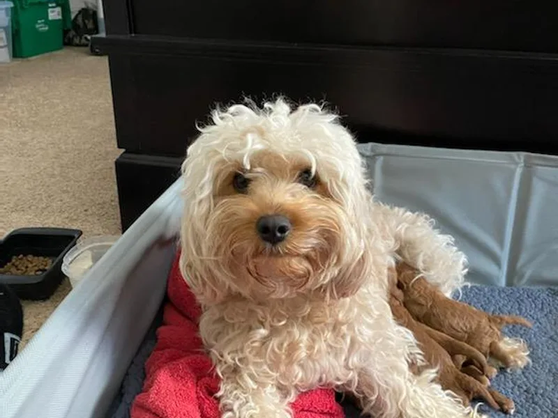 Door County Cavapoos