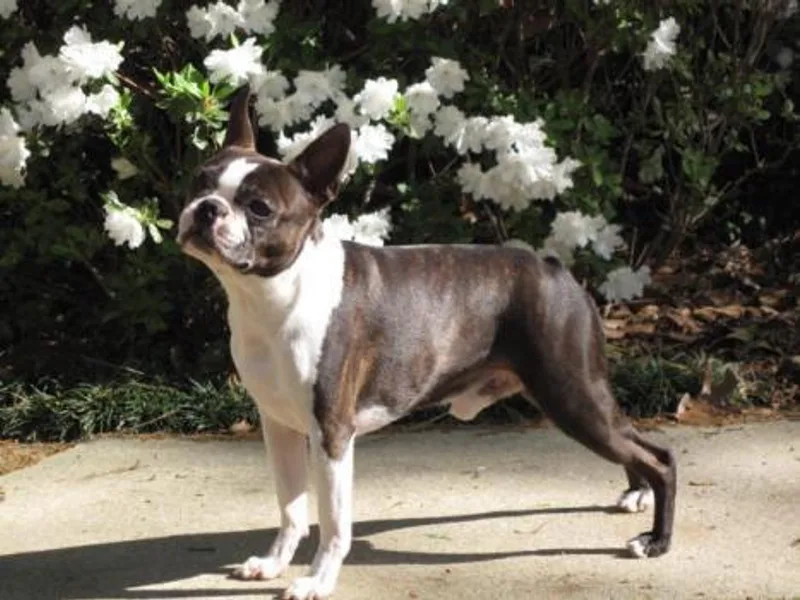 DooShay Boston Terriers