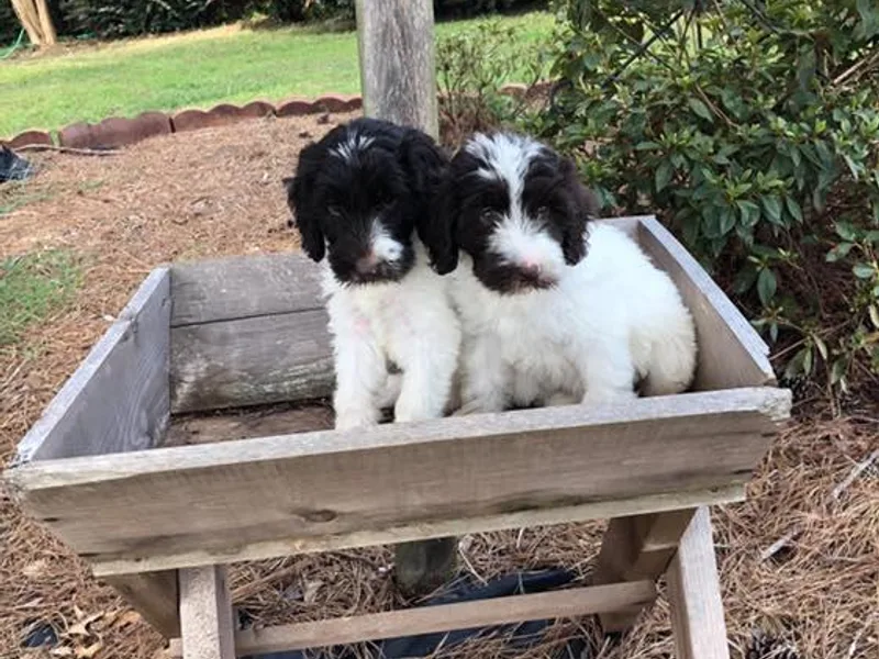 DooSouth Labradoodles