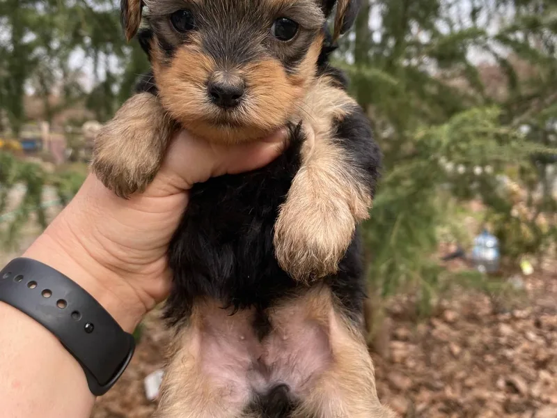 Dorans Danes and Doodles