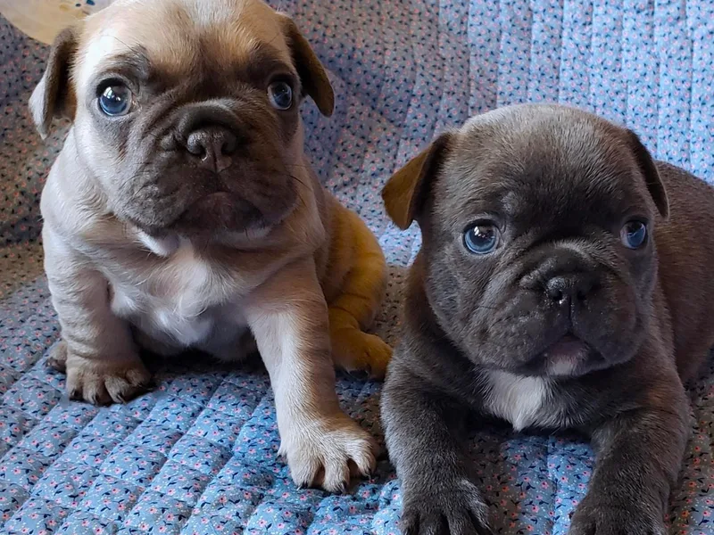 Doree's Riverside Frenchies