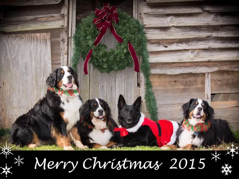 Dorene McCune's Bernese Mountain Dogs