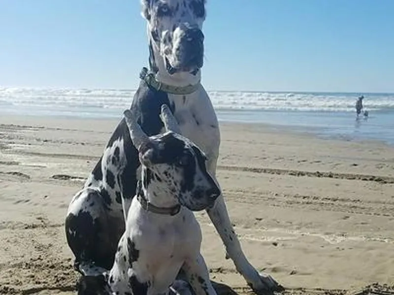 Dori's Danes