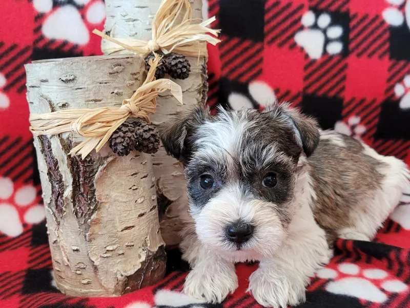 Dorie's Mini Schnauzers