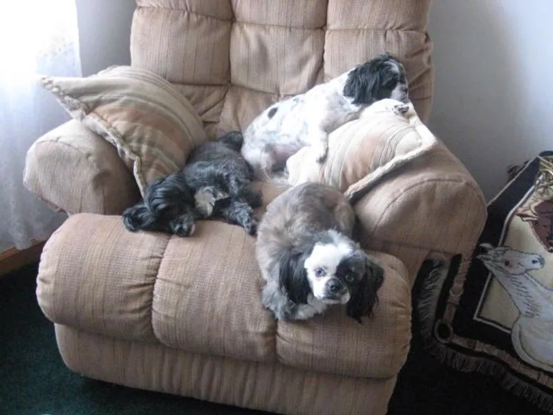 Dorothy Agrippino's Shih Tzus