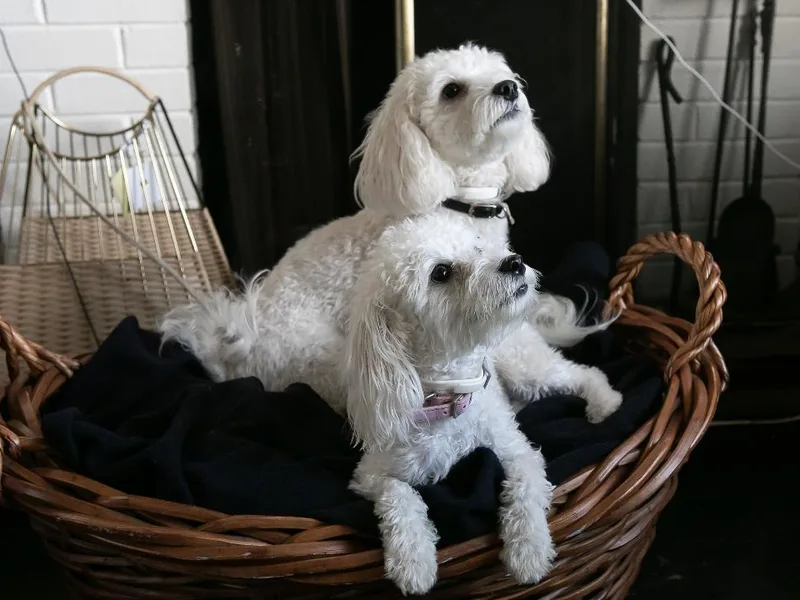 Dorothy Bunch's Maltipoos