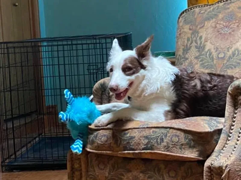 Dorothy's Border Collies