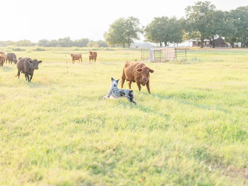 Dos Lobos Ranch, LLC