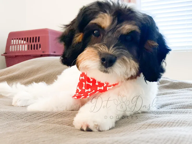 Dot &amp; Dash Doodles