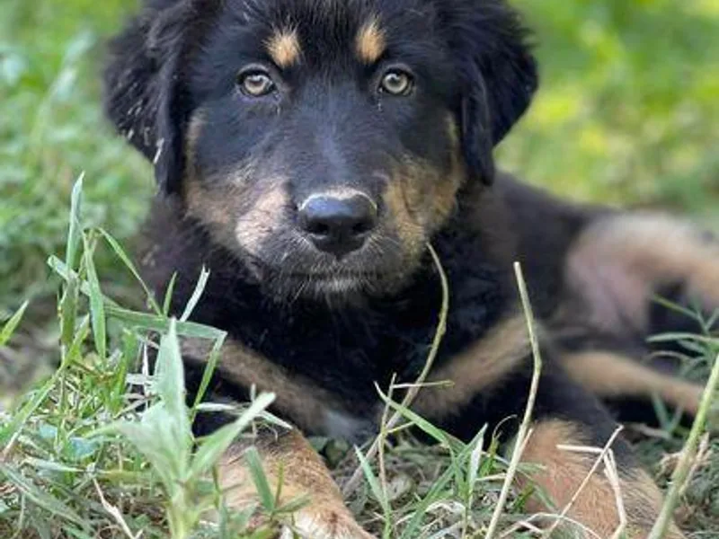 Dotson Farm Border Collies